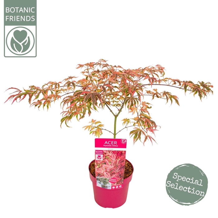 <h4>Acer palmatum Shirazz</h4>