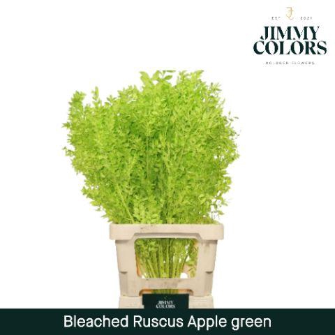 <h4>Ruscus Bleached Italy L70 Apple Green</h4>