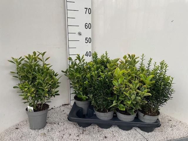 <h4>EUONYMUS JAP GEM</h4>