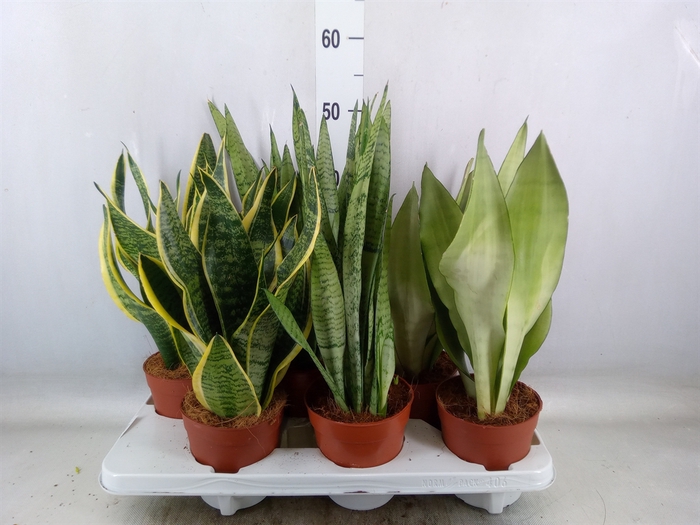 <h4>Sansevieria trifa.   ...</h4>