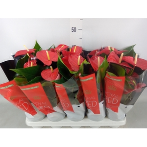 Anthurium andr. 'Querida'