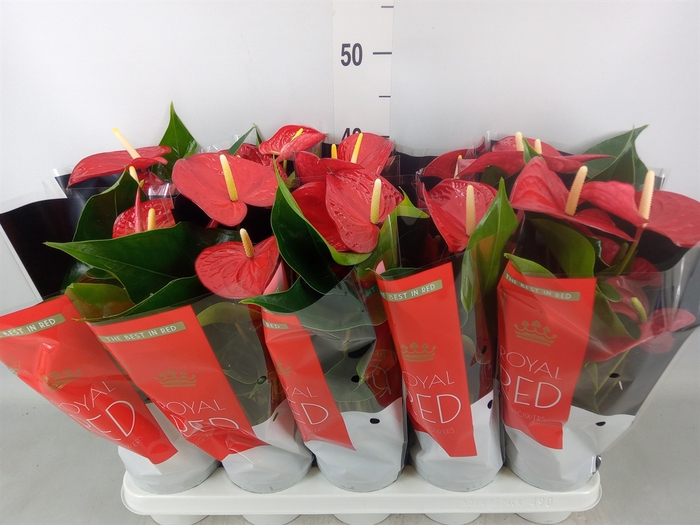 <h4>Anthurium andr. 'Querida'</h4>
