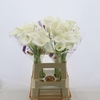 Calla White Art | Dubbelbloemig