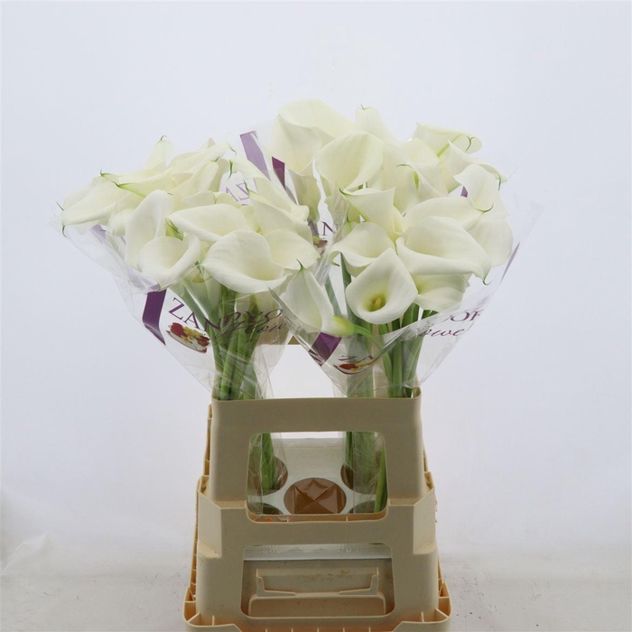 Calla White Art | Dubbelbloemig
