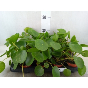 Pilea peperomoides
