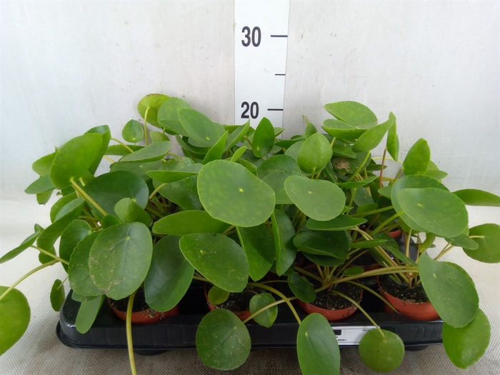 <h4>Pilea peperomoides</h4>