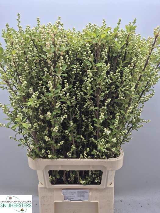 <h4>EXOC MAG SPRINGTIME</h4>