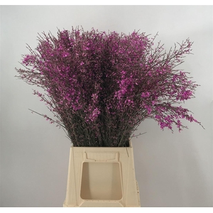 GENISTA 200 GR LILLA