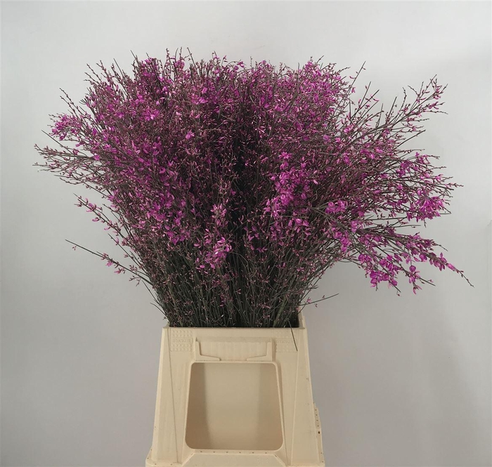 <h4>GENISTA 200 GR LILLA</h4>