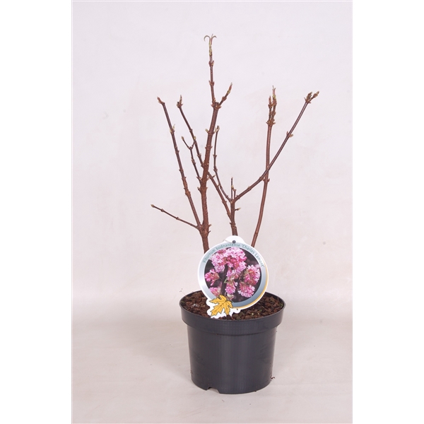 <h4>Viburnum bodn. Charles Lamont 40-50 C3</h4>