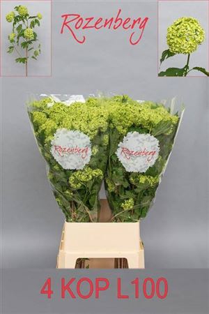 <h4>Viburnum Roseum St 4kop Extra</h4>