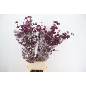 CALLICARPA BOD PROFU 130CM