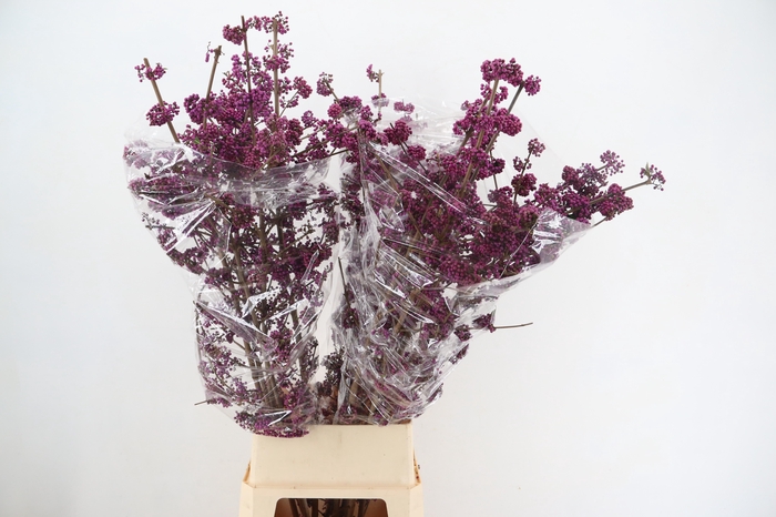 <h4>CALLICARPA BOD PROFU 130CM</h4>