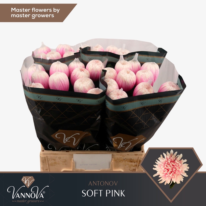 <h4>Chrysanten Chr G Antonov Soft Pink</h4>