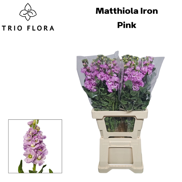 <h4>MATTH IRON PINK 996</h4>