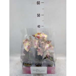 Phalaenopsis multi.   ...