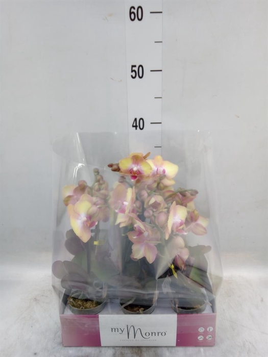 <h4>Phalaenopsis multi.   ...</h4>