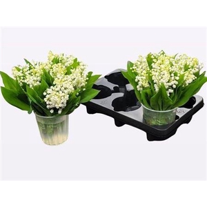 Convallaria P St