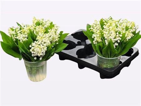 <h4>Convallaria P St</h4>