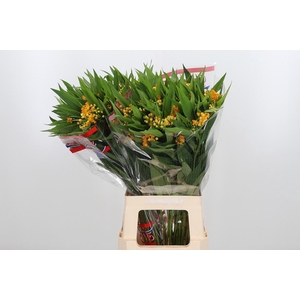 Asclepias Silky Gold