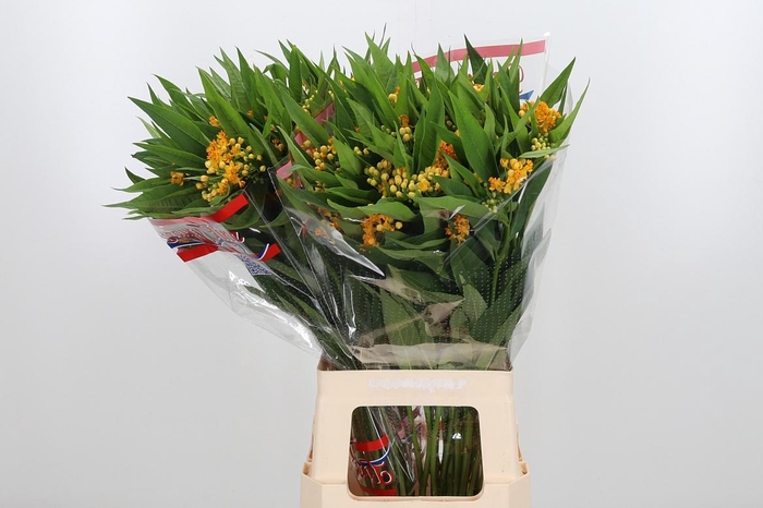 <h4>Asclepias Silky Gold</h4>