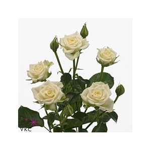 Rosa spray snowflake