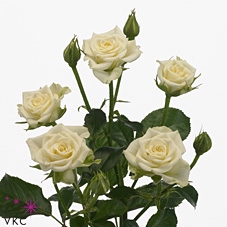 Rosa spray snowflake