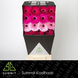 Gerbera Mix Romance Diamond per kaart