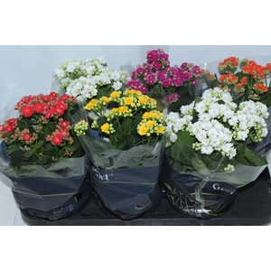 KALANCHOE DOBRADO P15