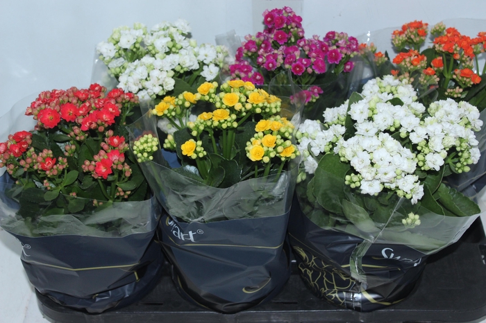 <h4>KALANCHOE DOBRADO P15</h4>