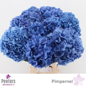 HYDR M CH PIMPERNEL