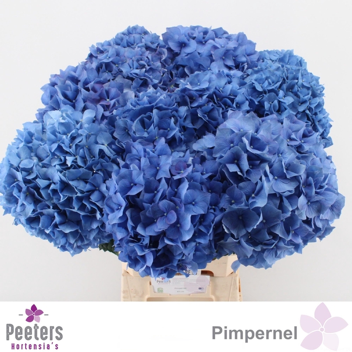 <h4>HYDR M CH PIMPERNEL</h4>