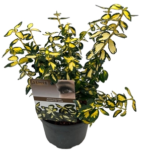 Euonymus fort. 'Interbolwi' sense