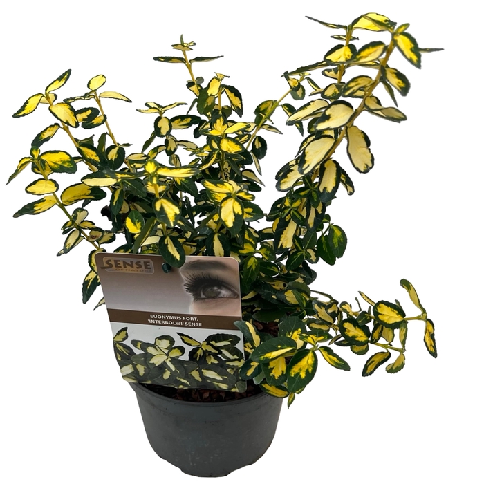 <h4>Euonymus fort. 'Interbolwi' sense</h4>
