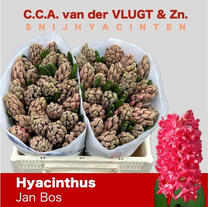 <h4>HYAC JAN BOS</h4>