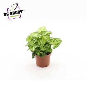 Syngonium Arrow