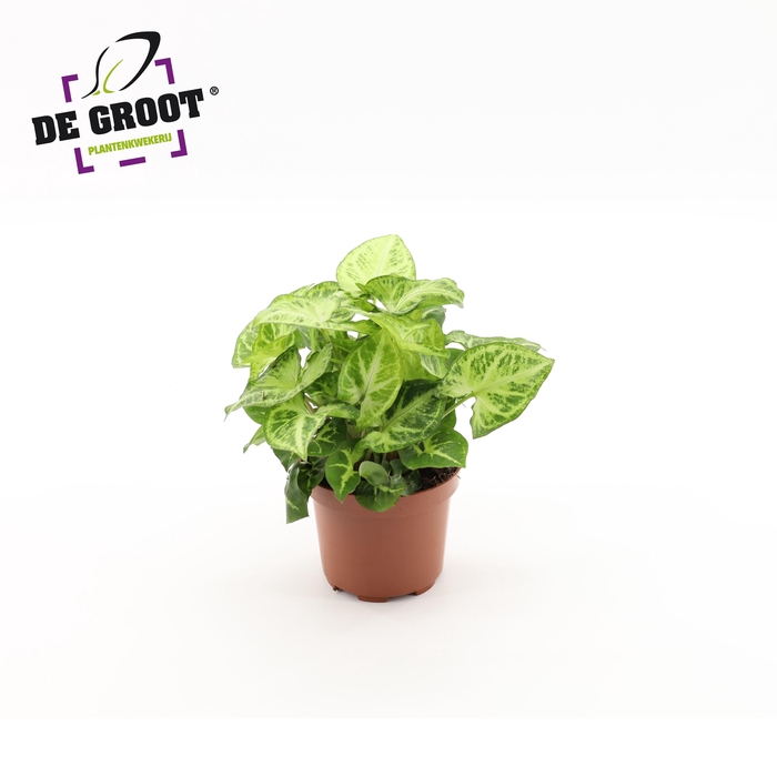 <h4>Syngonium Arrow</h4>