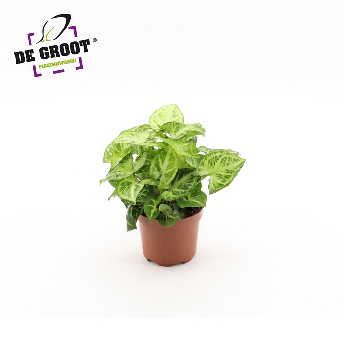 <h4>Syngonium Arrow</h4>