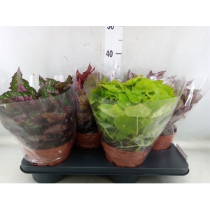 Begonia BD 'Beleaf'   ...mix