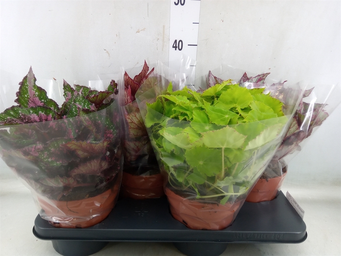 <h4>Begonia BD 'Beleaf'   ...mix</h4>