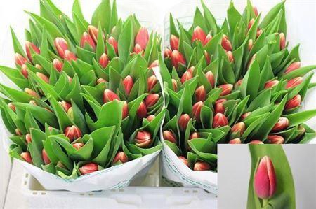 <h4>Tu En Outfit</h4>