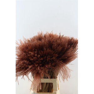 Dried Stipa Feather Brown P Stem