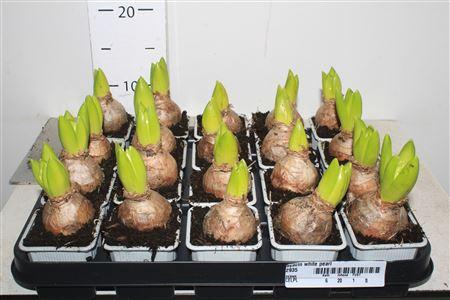 <h4>Hyacin White Pearl</h4>