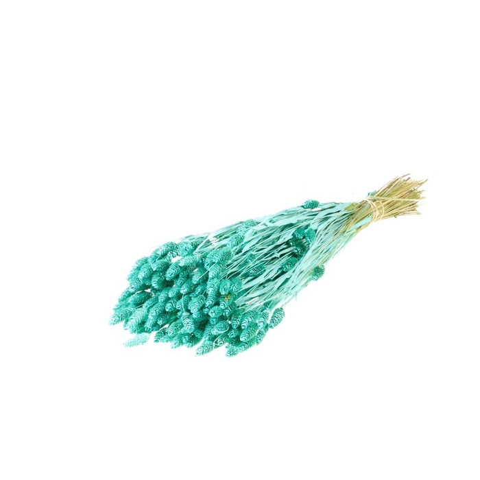 <h4>Phalaris blue aqua</h4>