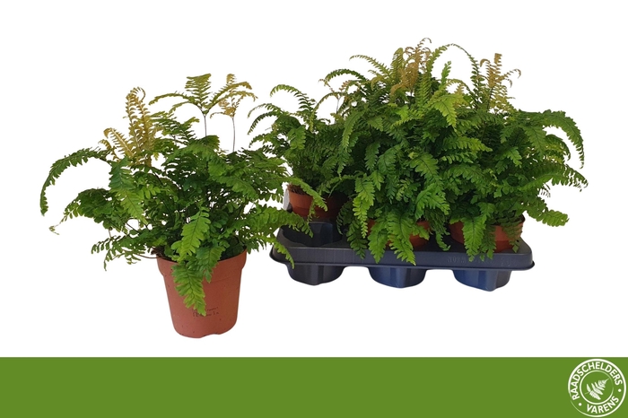 <h4>ADIAN BRONZE VENUS</h4>