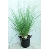 Cortaderia Selloana Pumila