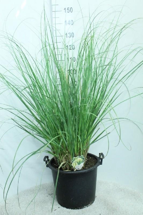 <h4>Cortaderia Selloana Pumila</h4>