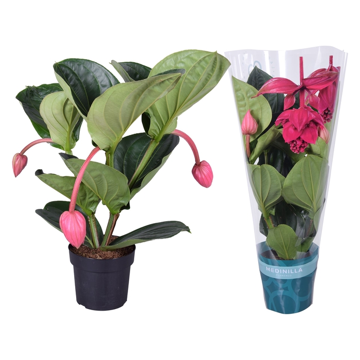 <h4>Medinilla magnifica 'Flamenco'</h4>