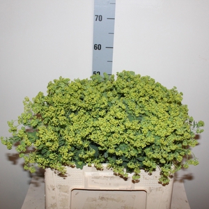ALCHEM MOLLIS