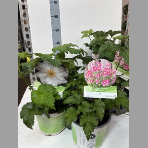 ANEM HUPEHENSIS